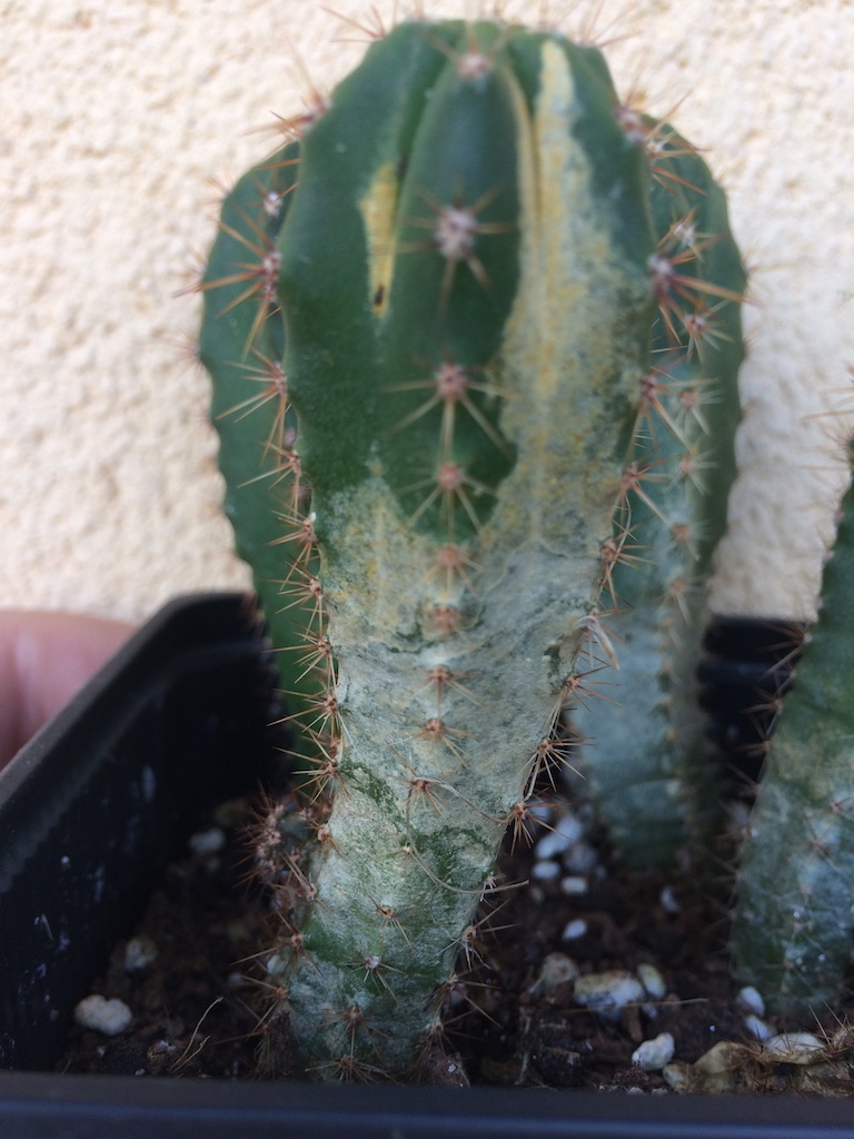 Bug damage/ corking on Trichocereus - Cacti & Succulents - The Corroboree