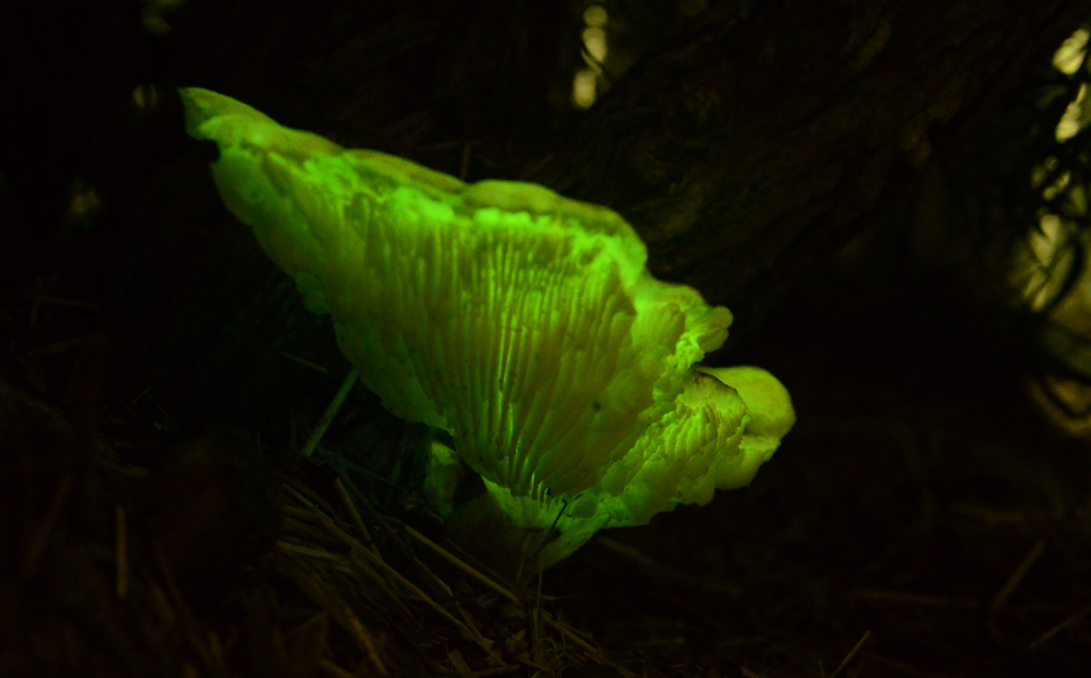 More Glowing Ghost Fungus In The Yard Mycology The Corroboree