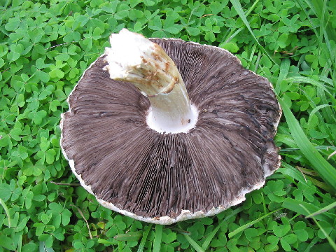 yellow stainer mushroom