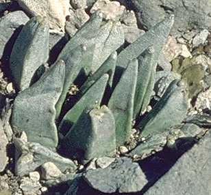 Ariocarpus retusus