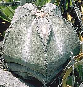 Astrophytum myriostigma