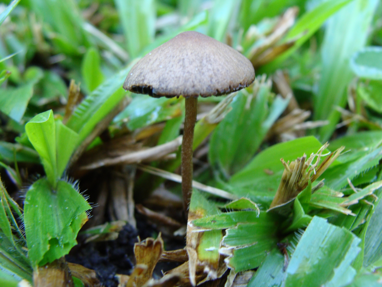 Panaeolus ID: coastal SE QLD - Fungus Identification - The Corroboree