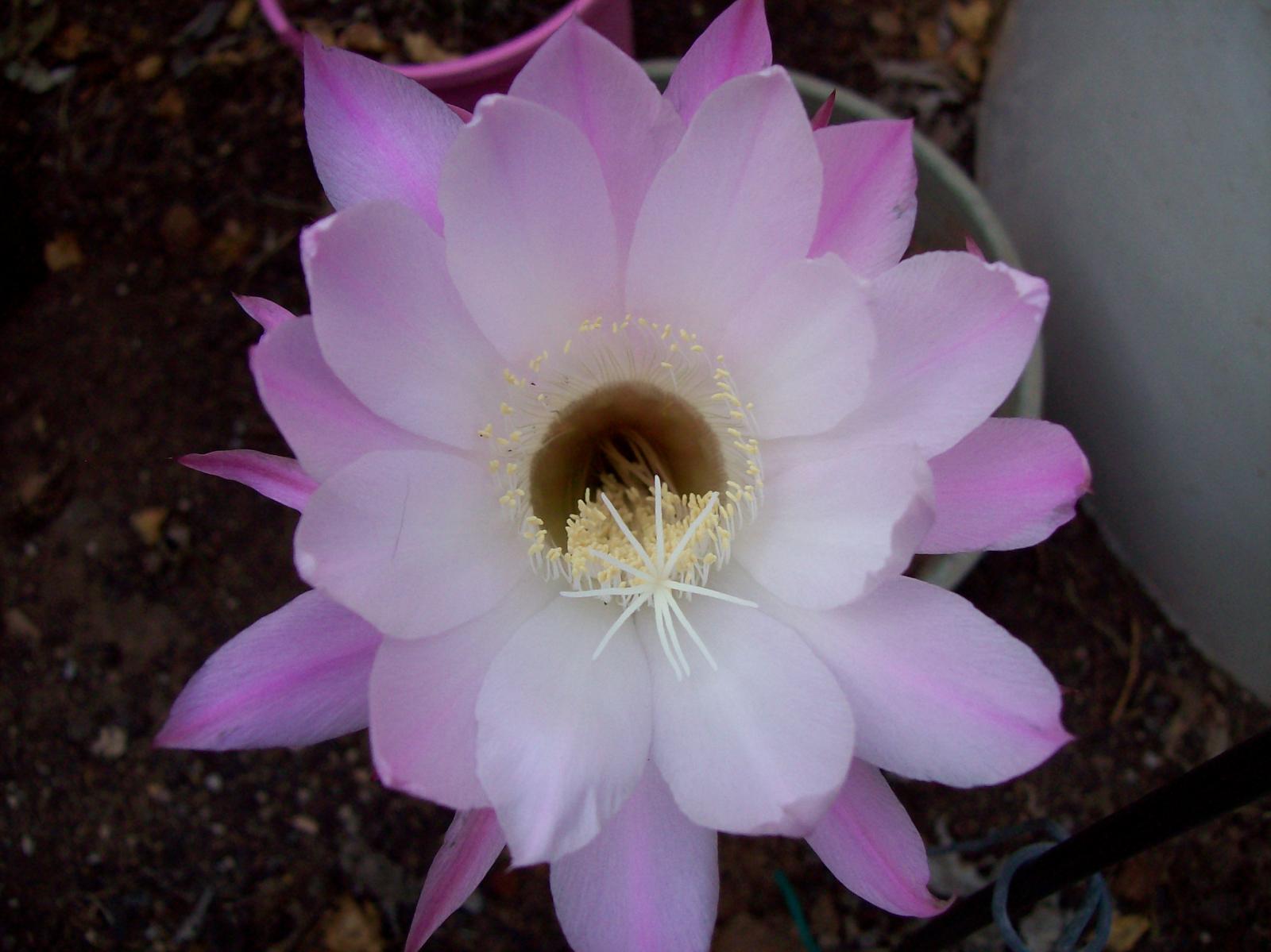 Echinopsis oxygona - Easter Lily Cactus flower - Cacti & Succulents ...