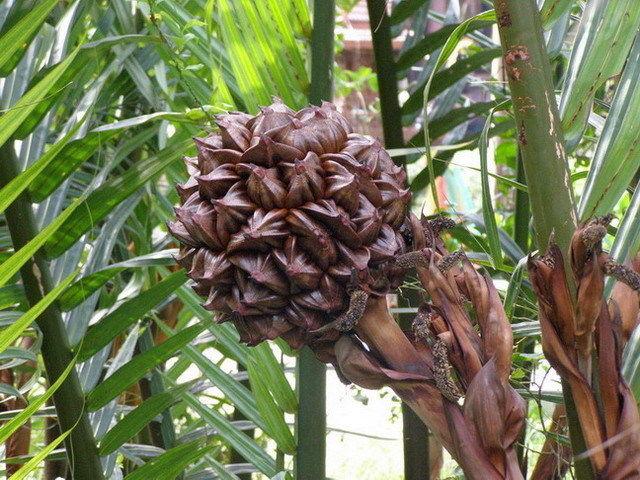 Nypa fruticans seed Wurmb, Nypa, Atap palm, Nipa palm, Mangrove palm ...