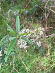 Olearia lirata