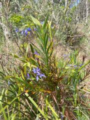 Stypandra glauca