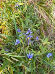 Stypandra glauca Or Nodding Blue Lily