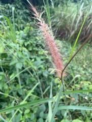 sandbur-or-burr-grass.jpeg