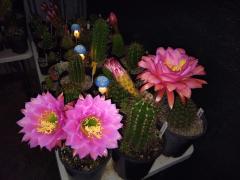 Trichocereus Grandiflorus - Tricho 11 and tricho 16