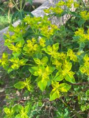 Broadleaf Spurge