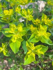 Euphorbia platyphyllos