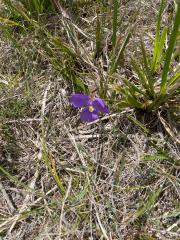 Patersonia sericea