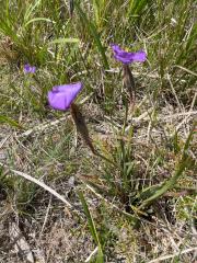 purple flag (Patersonia sericea)