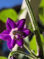 Capsicum pubescens